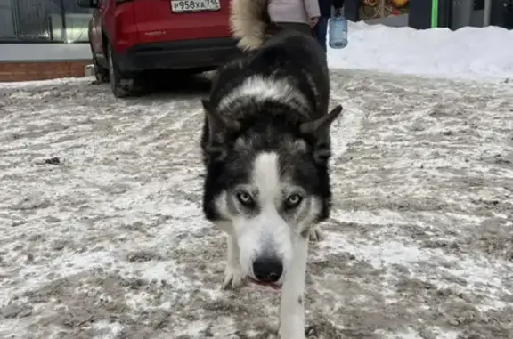 Найдена собака, Набережно-Морквашское, фото: Найдена собака, «Волга», Набережно-Морквашское сельское поселение - голубые глаза, черно-белый окрас