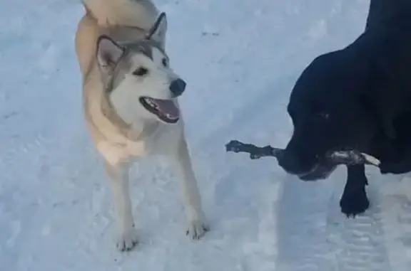 Найдена собака, Елизовский район, фото: Найдена собака, Елизовский район - молодая игривая лайка