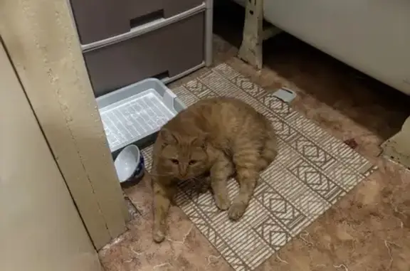 Найдена кошка, Иваново, фото: Найдена кошка, площадь Пушкина, Иваново - кастрированный, нет половины хвоста