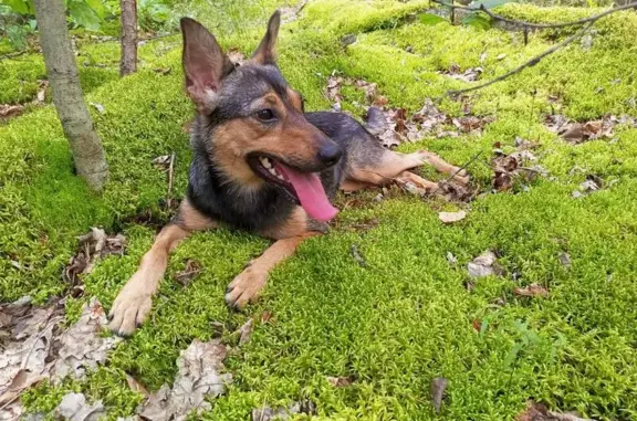 Пропала собака, Новоспасская улица, Калуга - похожа на маленькую овчарку - photo