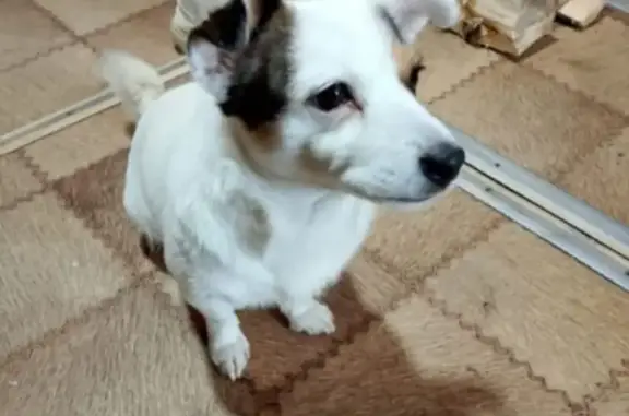 Пропала собака, улица Энергетиков, Уфа - женская особь - photo