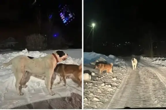 Пропал собака, мужской, Задонск, Липецкая область - алабай в красном ошейнике - photo