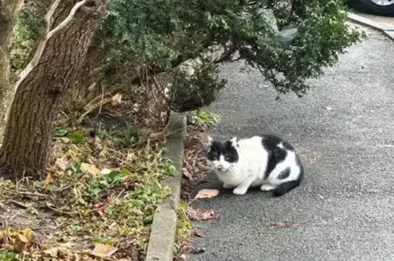 Найдена кошка, Ставрополь, фото: Найдена кошка, улица Михаила Морозова, 66, Ставрополь - черно-белый окрас