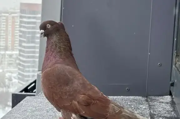 Найден птица, Снежная улица, М...