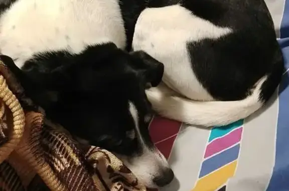 Собаки потеряшки, Череповец, фото: Потеряшка собака, женский пол, Советский проспект, 79, Череповец - черно-белая, эпилепсия