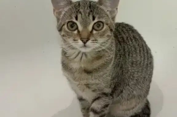 Пропала кошка, улица Кржижановского, 8, Электрогорск - коричневый носик, нетипично вытянутая - photo