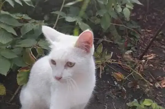 Пропал кот, улица Гризодубовой, Ставрополь - белый, кастрирован - photo