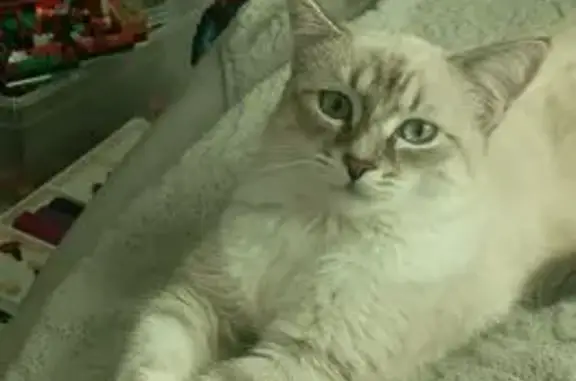 Пропала кошка, Советская улица, 62, Ишимбай - сиамская порода, голубые глаза - photo