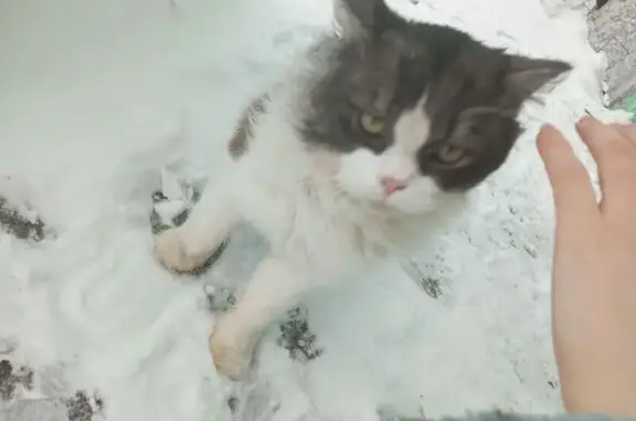 Найдена кошка, Тула, фото: Найдена кошка, улица Максима Горького, 37, Тула - пушистый, ласковый