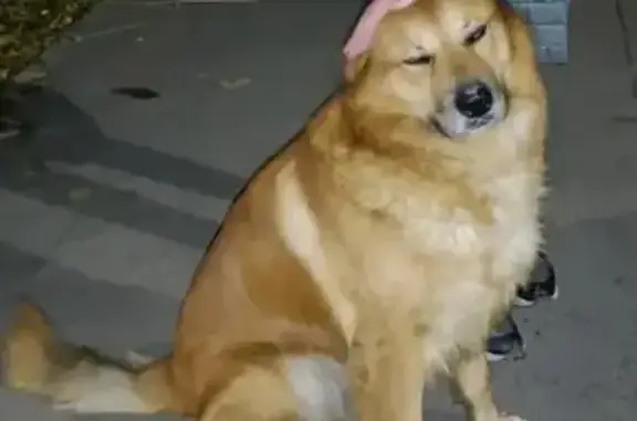 Собаки потеряшки, Шахты, фото: Потеряшка собака, 1-й Милиционный переулок, 57, Шахты - рыжий, большой, лохматый