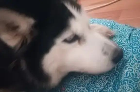 Найдена собака, Глазов, фото: Найдена собака, Глазов, Удмуртия