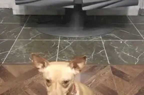 Пропал собака, Рябиновая улица, Дружный - рыжий, хвост купированный - photo