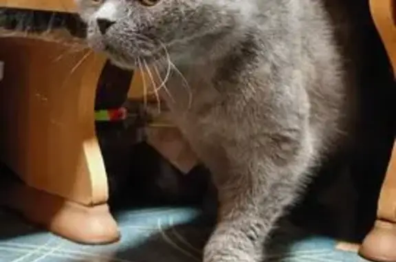 Найдена кошка, Тула, фото: Найдена кошка, Оружейная улица, 29А, Тула - очень ласковая