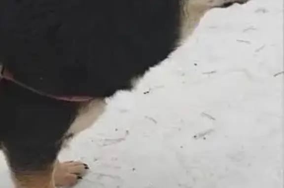 Найдена собака, Чехов, фото: Найдена собака, Чехов, Московская область - ухоженная, реагирует на детей