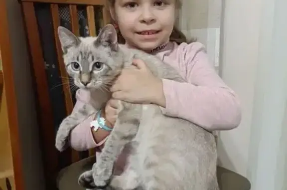 Пропал кот, улица Ленина, 82, Железногорск - тайская кошка - photo