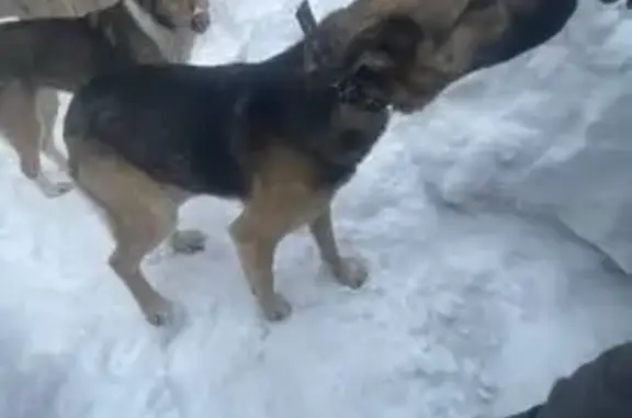 Найдена собака, Можга, фото: Найдена собака, Можга, Удмуртия - овчарка или помесь