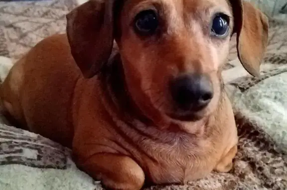 Собаки потеряшки, Шахты, фото: Потеряшка собака, женский пол, улица Назаренко, 3, Шахты - коричневая миниатюрная такса