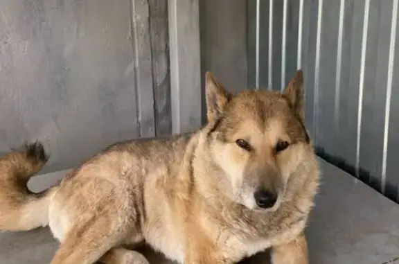 Пропал собака, 1-й переулок Зои Космодемьянской, 4, Ульяновск - photo