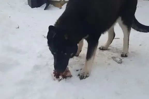 Пропала собака, Лучевая улица, Соколовый - восточно-европейская овчарка - photo