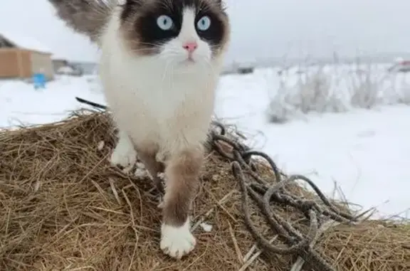 Пропала кошка, Ропшинское сельское поселение, Ленинградская область - любит макароны - photo