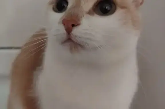 Кошки потеряшки, Тамбов, фото: Потеряшка кошка, Железнодорожная улица, городской округ Тамбов - черная с рыженцой