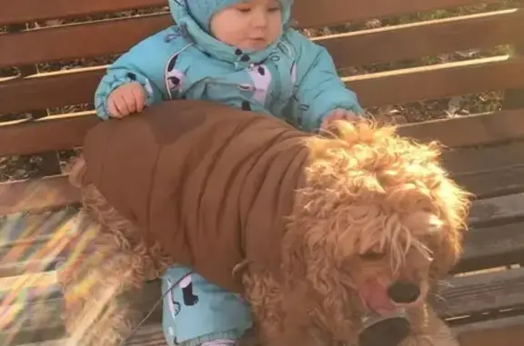 Собаки потеряшки, Элиста, фото: Потеряшка собака, девочка, улица 28-й Армии, Элиста