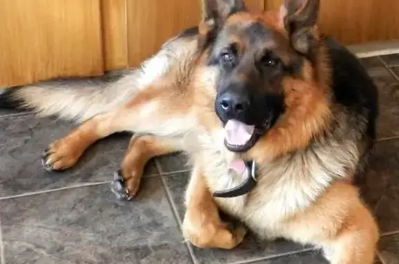 Найденные животные Новомосковск, фото: Найдена собака, улица Трудовые Резервы, Новомосковск - немецкая овчарка (девочка)