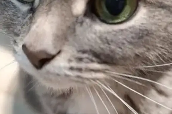 Кошки потеряшки, Казань, фото: Потеряшка кот, Ягодинская улица, 25, Казань - серого цвета, 8 лет