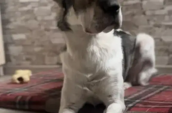 Пропала собака, женский пол, улица Глеба Алексеева, Новомосковск - photo