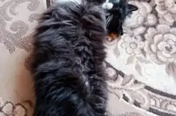 Пропал кот, Комсомольский проспект, городской округ Тверь - пушистый, чёрный с белыми носочками - photo