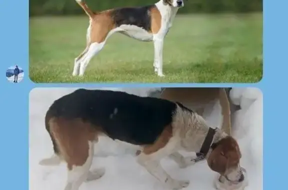 Найдена собака, Бессоновка, фото: Найден собака, улица Максюшина, 144, Бессоновка - молодой игривый кабель с ошейником