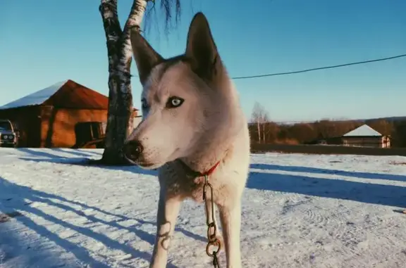 Пропала собака, женская, Княгинино, Нижегородская область - белая шерсть, черный ошейник - photo