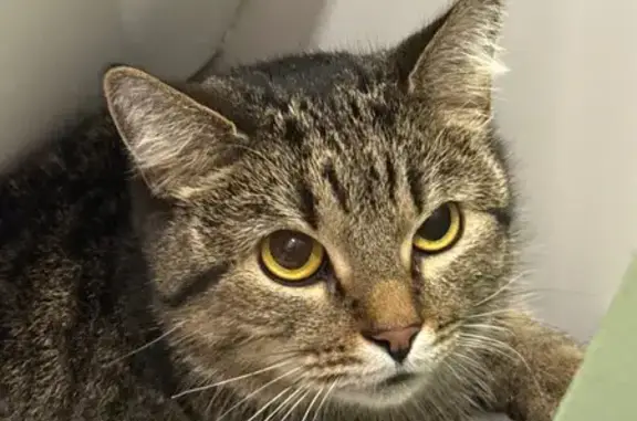 Найдена кошка, Калининград, фото: Найдена кошка, улица Володарского, 4Е, Калининград - домашняя, в подъезде ЖК Грюнштадт