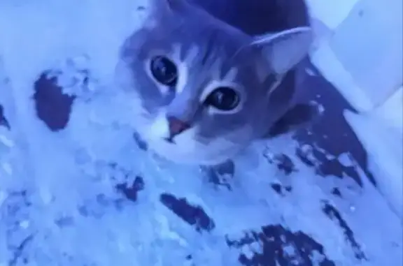 Найдена кошка, Шерегеш, фото: Найдена кошка, Звёздная улица, 12, Шерегеш - молодая, просится к людям в тепло