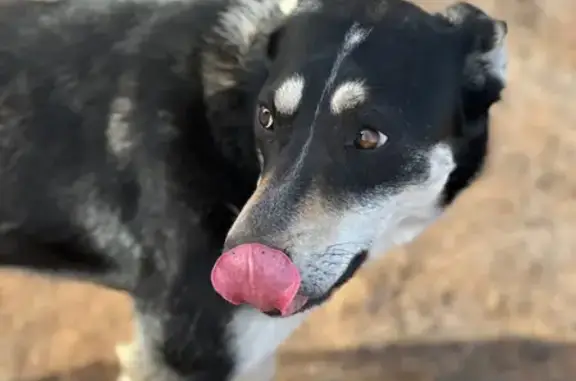 Пропала собака, Пестрецы, Татарстан - белая полосочка на лбу - photo