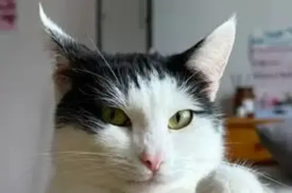 Пропала кошка, улица Чечулина, Москва - белая с черными пятнами - photo