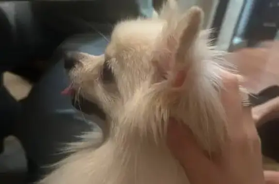 Пропал собака, Южнобутовская улица, 74, Москва - белый шпиц - photo