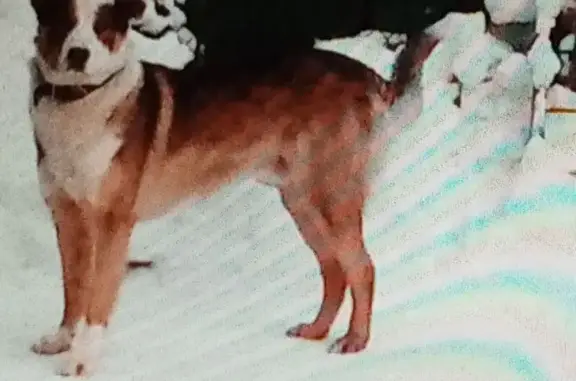 Пропал собака, Магистральная улица, Калининград - крупный с рыжим и белым окрасом - photo