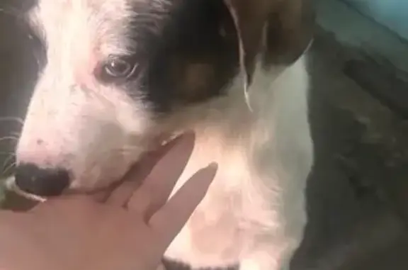 Найдена собака, Петергоф, фото: Найден собака, Ботаническая улица, Петергоф