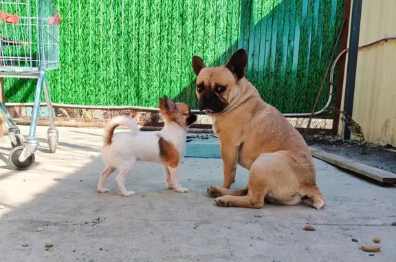 Собаки потеряшки, Краснодар, фото: Потеряшка собака, Школьная улица, Краснодар - смесь французского бульдога и мопса