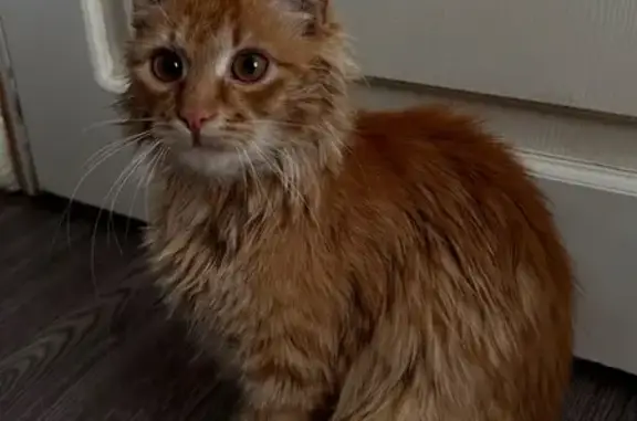 Найдена кошка, Клинцы, фото: Найден кот, улица Рябка, 109, Клинцы - рыжий с черным ошейником
