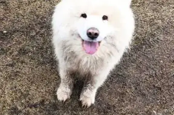 Собаки потеряшки, Демидовка, фото: Потеряшка собака, мужской, 70, Демидовка - белый с розовым окрас