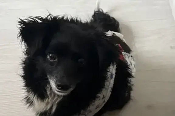 Пропала собака, улица Шота Руставели, 16, Новороссийск - черная шерстка с белой грудкой - photo