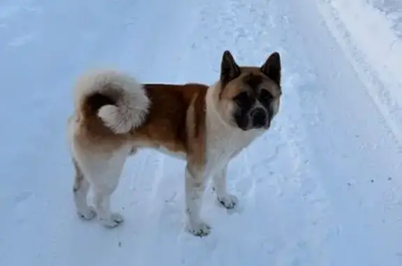 Найденные животные Большое Тёсово, фото: Найдена собака, Шишиморово, Большое Тёсово
