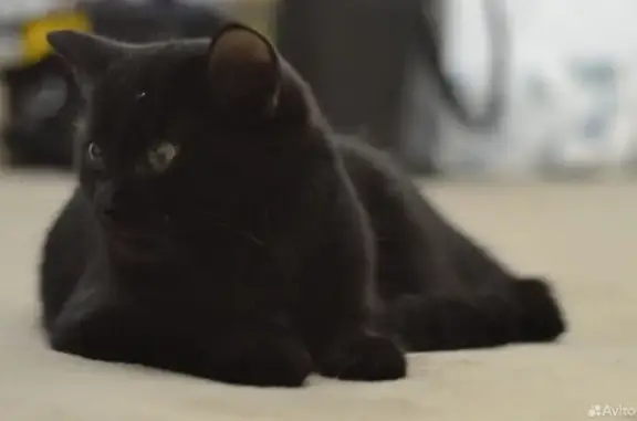 Пропала кошка, Уфа, Башкирия - серная, пугливая, домашняя - photo