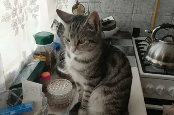 Пропал кот, улица Августовских Событий, 74, Владикавказ - без ошейника - photo