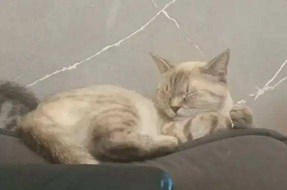 Пропала кошка, улица Революции, 164, Ялуторовск - ярковыраженные голубые глаза - photo