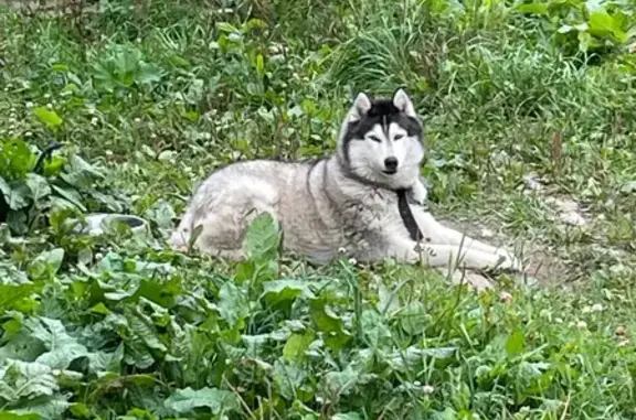 Пропал собака, Лыткино, Московская область - очень добрый с голубыми глазами - photo