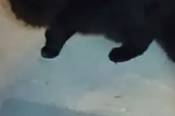 Пропал кот, улица Ломоносова, 52, Калининград - чёрный, пушистый - photo