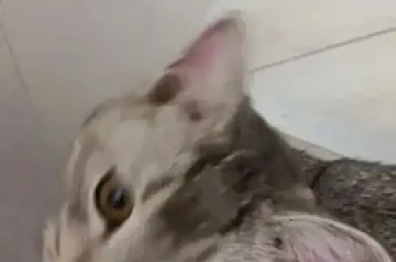 Найдена кошка, Ласкино, фото: Найден кот, Ласкино, Калининградская область - домашний и ласковый